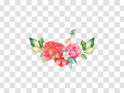 Flowers Transparent PNG 花朵透明PNG PNG图片