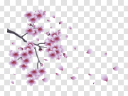 Spring Flower PNG Clipart Background 春花剪贴画背景 PNG图片