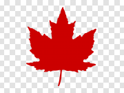 Canada Leaf Transparent Image 加拿大叶透明图像 PNG图片