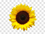 Single Sunflower Transparent Images 单一向日葵透明图像 PNG图片