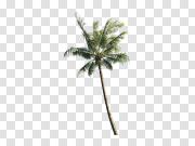  绿色棕榈树PNG剪贴画背景PNG图片 Green Palm Tree PNG Clipart Background 