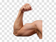 Muscle PNG Photos 肌肉PNG照片 PNG图片