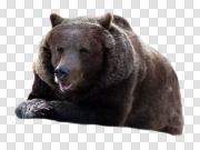 bear PNG 熊PNG PNG图片