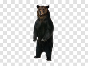 bear PNG 熊PNG PNG图片