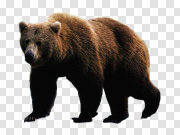 bear PNG 熊PNG PNG图片