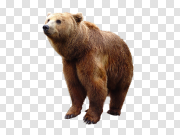 bear PNG 熊PNG PNG图片