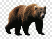 bear PNG 熊PNG PNG图片