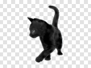 cat png image, free download picture, kitten 猫png图片，免费下载图片，小猫 PNG图片