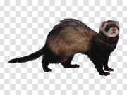 Ferret PNG 雪貂PNG PNG图片