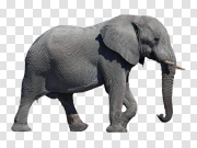  大象PNGPNG图片 Elephant PNG 