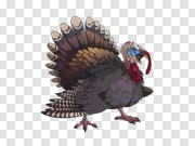 Turkey bird PNG 火鸡鸟PNG PNG图片