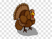 Turkey bird PNG 火鸡鸟PNG PNG图片