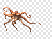 Octopus PNG 八达通PNG PNG图片