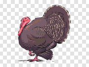 Turkey bird PNG 火鸡鸟PNG PNG图片