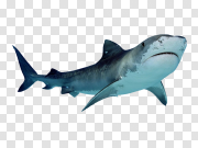 Shark PNG image 鲨鱼PNG图像 PNG图片