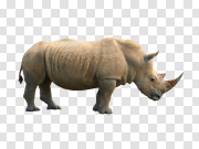 Rhino PNG Rhino巴布亚新几内亚 PNG图片