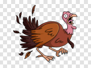 Turkey bird PNG 火鸡鸟PNG PNG图片