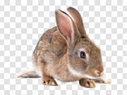 Gray rabbit PNG image 灰兔PNG图像 PNG图片