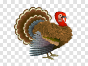 Turkey bird PNG 火鸡鸟PNG PNG图片