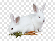 rabbit PNG 兔子PNG PNG图片