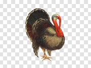 Turkey bird PNG 火鸡鸟PNG PNG图片