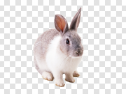 Rabbit PNG image 兔PNG图像 PNG图片