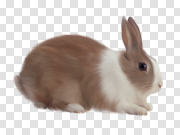 rabbit PNG image 兔PNG图像 PNG图片