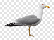  海鸥PNGPNG图片 Gull PNG 