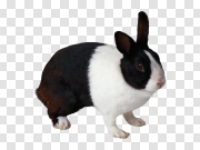 Rabbit PNG image 兔PNG图像 PNG图片