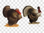 Turkey bird PNG 火鸡鸟PNG PNG图片