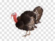 Turkey bird PNG 火鸡鸟PNG PNG图片