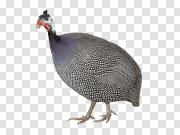 Turkey bird PNG 火鸡鸟PNG PNG图片