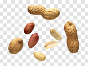 Peanut PNG 花生PNG PNG图片