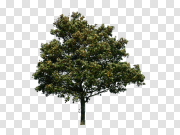 tree png image, free download, picture 树png图片，免费下载，图片 PNG图片