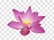 Lotus flower PNG 莲花PNG PNG图片