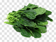 Spinach PNG 菠菜PNG PNG图片