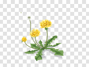 Dandelion PNG 蒲公英PNG PNG图片