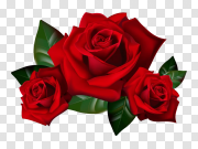 Rose PNG 玫瑰色PNG PNG图片