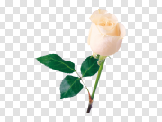 White rose PNG image, flower white rose PNG picture 白玫瑰PNG图片，花白玫瑰PNG图片 PNG图片