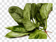 Spinach PNG 菠菜PNG PNG图片