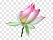 Lotus flower PNG 莲花PNG PNG图片
