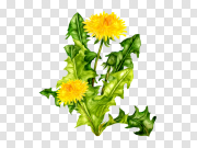 Dandelion PNG 蒲公英PNG PNG图片