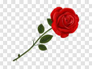 Rose PNG 玫瑰色PNG PNG图片