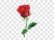 Rose PNG 玫瑰色PNG PNG图片