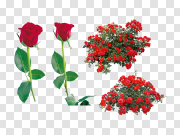 Rose png image, free picture download 玫瑰png图片，免费图片下载 PNG图片