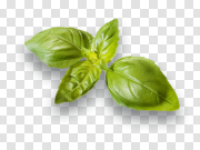 Spinach PNG 菠菜PNG PNG图片