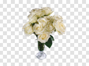 White rose PNG image, flower white rose PNG picture 白玫瑰PNG图片，花白玫瑰PNG图片 PNG图片