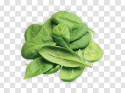 Spinach PNG 菠菜PNG PNG图片