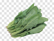 Salad PNG image 沙拉PNG图像 PNG图片