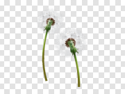 Dandelion PNG 蒲公英PNG PNG图片